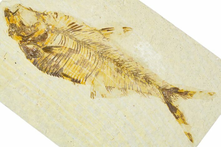 Detailed Fossil Fish (Diplomystus) - Wyoming #379493